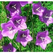 Tohumcumm 30 Adet Tohum Nadir Çan Kadehi Çiçeği Tohumu Çiçek Tohumu Saksı Toprak Sürpriz Hediye Tohumludur