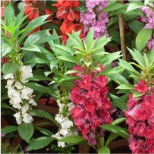 Tohumcumm 100 Adet Tohum Nadir Karışık Renkli Tohum Türbe Mezarlık Çiçeği Tohumu Sürpriz Hediyeli