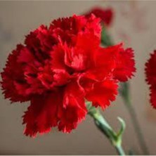 Tohumcumm 20 Adet Tohum Kırmızı Karanfil Çiçeği Tohumu Çiçek Tohumu Sürpriz Hediye Tohumludur