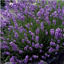 Tohumcumm 20 Adet Tohum Nadir Japon Deniz Lavantası Çiçek Tohumu Organik Bahçe Lavantası Saksı Toprak Hediyemi