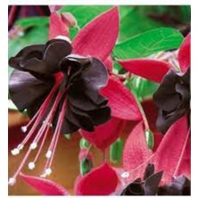 Tohumcumm 100 Adet Tohum Siyah Küpeli Çiçeği Mezarlık Kabir Çiçeği Tohumu Organik Köy