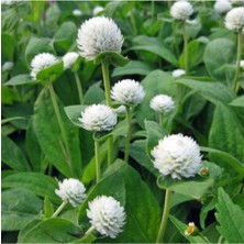 Tohumcumm 20 Adet Tohum Nadir Bulunan Beyaz Medine Çiçeği Tohumu Medine Çiçek Tohumu Hediye Tohumlu