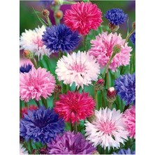 Tohumcumm 15 Adet Tohum Nadir Yabani Karışık Kır Kontur Kontor Çiçeği Tohumu Yeni Ürün Saksı Toprak Hediyeli