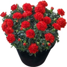 Tohumcumm 30 Adet Tohum Nadir Yayılıcı Kırmızı Karanfil Çiçeği Tohumu Organik Bahçe Tohum