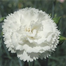 Tohumcumm 20 Adet Tohum Nadir Beyaz Kır Karanfil Çiçeği Tohumu Organik Yeni Mahsul Gül Tohumu Hediye Tohumludu