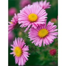 Tohumcumm 50 Adet Tohum Dilber Kirpiği Çiçeği Tohumu Mezarlık Kabir Çiçeği Tohum Saksı Toprak