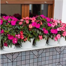 Tohumcumm 25 Adet Tohum Organik Balkon Çiçeği Cam Güzeli Çiçek Tohumu Hobi Bahçe Çiçekler Saksı Toprak