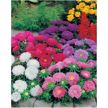 Tohumcumm 20 Adet Tohum Nadir Bulunan Saraypatı Çiçeği Tohumu Osmanlı Karışık Saray Patı Çiçeği Tohumu