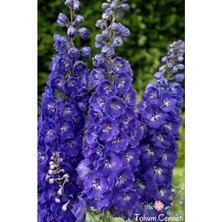 Tohumcumm 50 Adet Tohum Hezaren Çiçeği Tohumu Karışık Hezaren Çiçeği Egzotik Çiçek Saksı Toprak Hediyemizdir