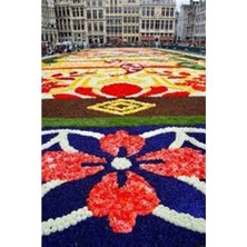 Tohumcumm 20 Adet Tohum Nadir İthal Japon Halısı Çiçeği Tohumu Hediye Tohumludur