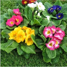 Tohumcumm 5 Adet Tohum Organik Bahçe Karışık Hobi Bahçe Çuha Çiçeği Tohumu Saksı Toprak Hediyemiz