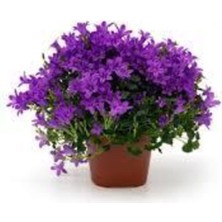 Tohumcumm 40 Adet Tohum Nadir Bulunan Nobelya Maviş Çiçeği Tohumu Nabelya Maviş Tohumu Saksı Toprak Hediyedir