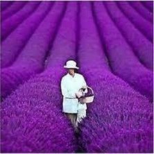 Tohumcumm 250 Adet Tohum Lavanta Çiçeği Tohum Mis Mor Kokulu İngiliz Saksı Toprak Sürpriz Hediye Tohumludur