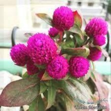 Tohumcumm 25 Adet Tohum Nadir Bulunan Mor Hanım Düğmesi Çiçeği Tohumu Hanım Düğmesi Tohumu Saksı Toprak Hediye