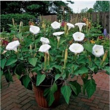 Tohumcumm 20 Adet Tohum Nadir Uzak Doğu Gece Güzeli Çiçeği Çiçeği Tohumu Çiçek Tohumu Taze Tohum