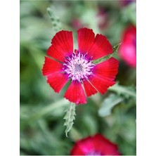 Tohumcumm 20 Adet Nadir Bulunan Sevgi Çiçeği Tohumu Sevgi Çiçek Tohumu Saksı Toprak Hediyemiz