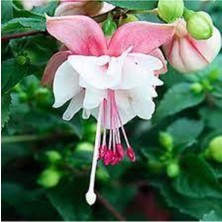 Tohumcumm 10 Adet Tohum Nadir Pembe Küpeli Çiçek Pembe Küpeli Çiçeği Tohumu Saksı Toprak Sürpriz Hediye