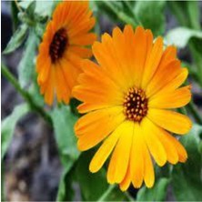 Tohumcumm 20 Adet Tohum Nadir Afrika Papatyası Çiçeği Tohumu Saksı Toprak Sürpriz Hediye Tohumludur