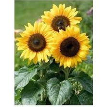 Tohumcumm 10 Adet Tohum Nadir Bulunan Süs Ayçiçeği Tohumu Bodur Mezarlık Kabir Çiçeği Tohumu