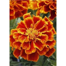 Tohumcumm 100 Adet Tohum Karagöz Mezarlık Çiçeği Kokulu Çiçek Tohumu Hediye Tohumludur