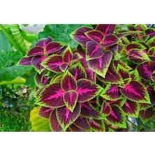 Tohumcumm 100 Adet Tohum Nadir Güzel Yapraklı Yaprağı Güzel Çiçek Tohumu Saksı Toprak Hediyemizdir