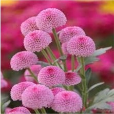 Tohumcumm 20 Adet Tohum Nadir Pembe Ponpon Çiçeği Tohumu Mezarlık Kabir Çiçeği Tohum