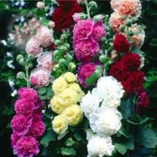 Tohumcumm 100 Adet Tohum Karışık Hatmi Hatim Çiçeği Saksı Toprak Hediye Tohumlu