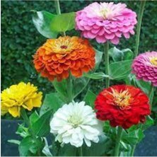 Tohumcumm 20 Adet Tohum Nadir Zinna Çiçeği Tohumu Zinna Çiçek Tohumu Saksı Toprak Sürpriz Hediye Tohumlu