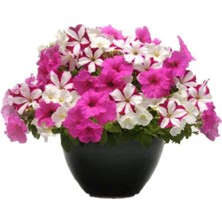 Tohumcumm Akşam Sefası Çiçeği Tohumu Çiçek Tohumu 10 Adet Tohum