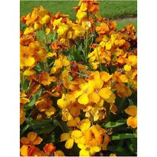 Tohumcumm 100 Adet Tohum Nadir Bulunan Sarı Şebboy Çiçeği Tohumu Saksı Torak Hediyemizdir Sürpriz Hediye Tohum