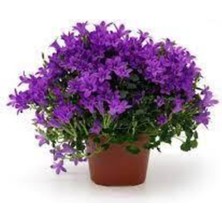 Tohumcumm 20 Adet Tohum Nadir Kendi Güzel Çiçeği Tohumu Kedi Güzel Çiçeği Saksı Toprak Hediyemiz