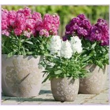 Tohumcumm 10 Adet Tohum Nadir Karışık Renkli Mis Kokulu Şebboy Çiçeği Tohumu Mezarlık Kabir Çiçeği