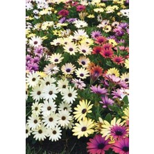 Tohumcumm 25 Adet Tohum Organik Karışık Renkli Bodrum Papatyası Hobi Bahçe Balkon Çiçeği Tohum Saksı Topraklı