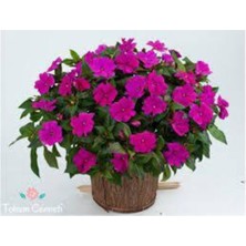 Tohumcumm 10 Adet Nadir Bulunan Cam Güzeli Çiçeği Tohumu Cam Güzeli Balkon Çiçek Saksı Toprak Hediyemizdir