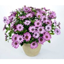 Tohumcumm 100 Adet Tohum Nadir Bulunan Bodrum Papatyası Çiçeği Bodrum Papatya Çiçek Tohumu Saksı Toprak Hediye