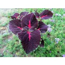 Tohumcumm 100 Adet Tohum Nadir Yaprağı Güzel Çiçeği Tohuımu Güzel Yapraklı Saksı Toprak Sürpriz Hediye Tohum