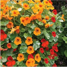 Tohumcumm 10 Adet Tohum Nadir Bulunan Laden Çiçeği Tohumu Laden Çiçek Tohumu Sürpriz Hediye Tohumlu