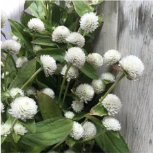 Tohumcumm 10 Adet Tohum Nadir Bulunan Beyaz Medine Çiçeği Tohumu Medine Çiçek Tohumu Hediye Tohumlu