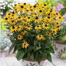 Tohumcumm 30 Adet Tohum Organik Bahçe Hobi Balkon Sarı Afrika Papatya Çiçeği Tohumu Afrika Papatyası Çiçek Toh