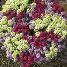 Tohumcumm 25 Adet Tohum Organik Yeni Mahsul Karışık Renkli Kraliyet Halısı Çiçek Tohumu Osmanlı Saray Bahçe Çi