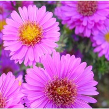 Tohumcumm 35 Adet Tohum Organik Hobi Bahçe Organik Yeni Hasat Dilber Kirpiği Çiçek Tohumu Balkon Çiçek Tohum