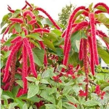 Tohumcumm 100 Adet Tohum Nadir Tilki Kuyruğu Çiçeği Tohumu Saksı Toprak Sürpriz Hediye Tohumludur