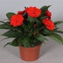 Tohumcumm 10 Adet Nadir Bulunan Cam Güzeli Çiçeği Tohumu Cam Güzeli Balkon Çiçek Saksı Toprak Hediyemizdir