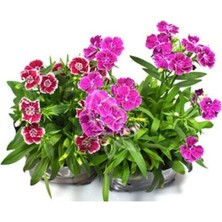 Tohumcumm Bodur Karanfil Çiçeği Tohumu 0 Adet Tohum