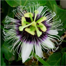 Tohumcumm Passiflora Çiçeği Tohumu Çarkıfelek Çiçeği Thumu 3 Adet Tohum