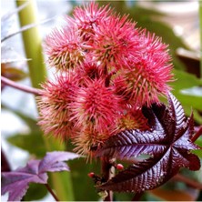 Tohumcumm Kene Çiçeği Tohumu Çiçek Tohumu 5 Adet Tohum