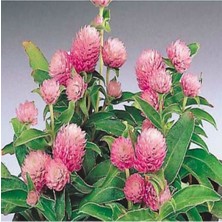 Tohumcumm 50 Adet Tohum Nadir Bulunan Mor Medine Çiçeği Tohumu Medine Çiçek Tohumu Saksı Toprak Hediye