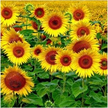 Tohumcumm 15 Adet Tohum Nadir Sarı Süs Ay Çiçeği Tohumu Yeni Balkon Çiçeği Tohumu Saksı Toprak Hediye