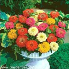 Tohumcumm 20 Adet Tohum Zinna Çiçeği Tohumu Zinna Çeçek Tohumu Hediye Tohumludurr