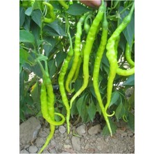 Tohumcumm 200 Adet Tohum Acı Organik Köy Sivri Kıl Biber Tohumu Kıl Biberi Tohumu Sürpriz Hediye Tohum